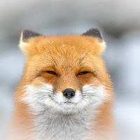 Smilingfox