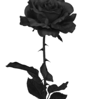  dullard