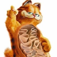 ShortFried