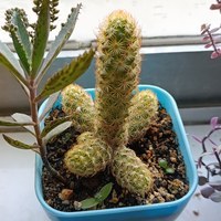 Roofgarden