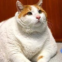 Cat Fat