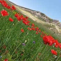 Behnam61328