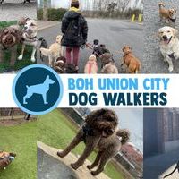 BOH Union City Dog Walkers