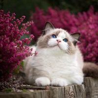 Вася Васечкин