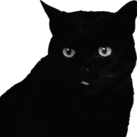 𝙺𝚘𝚛𝚘𝚕𝚎𝚟