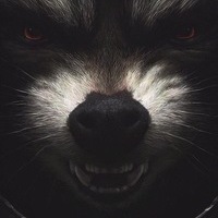 RACCOON