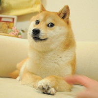 wowdogespeed