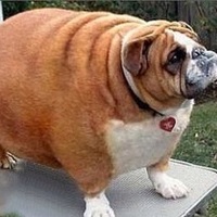 FatDog
