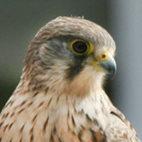 FalcoFemoralis