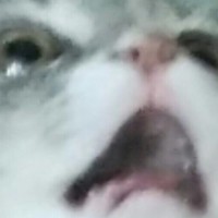 Strange Cat