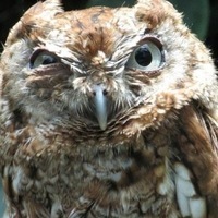 Анастасия Чистова