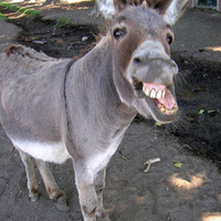 donkey_cute