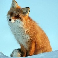 siberianbot