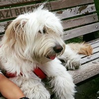 Lucy