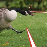 LaserGoose
