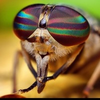 Prettyfly
