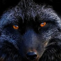 GREYFOXRANDOM34