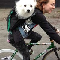 Velo Velo