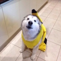 Banana husky