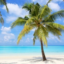 Coub profile picture for @maldives