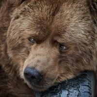 Олег Талапов