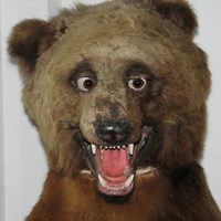 Wild Russia🐻