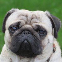 Puggo