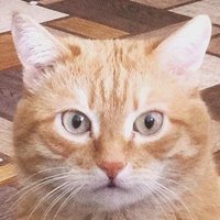 твой любимый господь