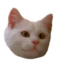 Coub Coummunity