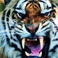 TRIGGERED TIGER