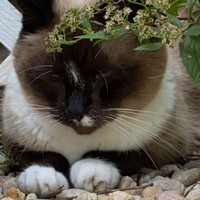 Tubbs