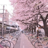🌸👑|レオ・キム|👑🌸