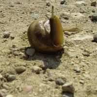 пвпг мае ппл та аи