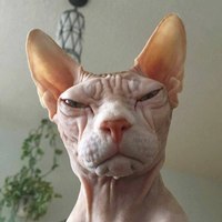 Progmator