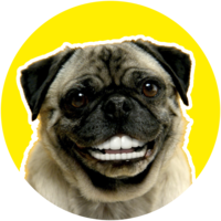 FUN PET ツ