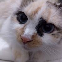 Станислав Завесов