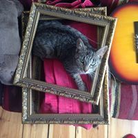 Ata Cat
