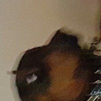 Mrstlurharambe