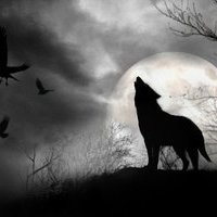 Night_Wolf