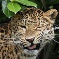 David Barbakadze