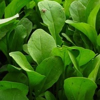 Arugula Side Effects