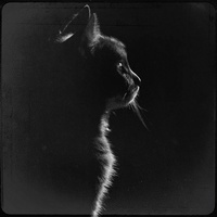 darkcat