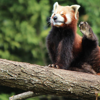 redPanda