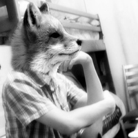 Shy Fox