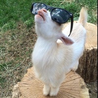 GOAT