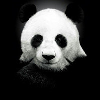 explorer panda