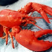 Lobster123