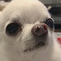 Hank