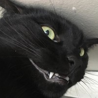 CrazyCat ミ๏ｖ๏彡