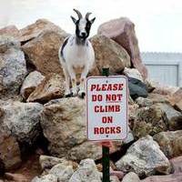 Goat Gifs